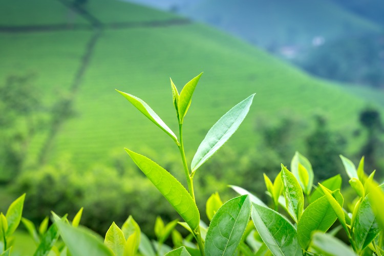 Xinyang Maojian tea