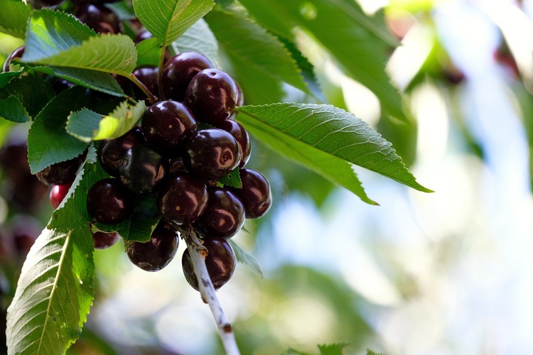 Wild Cherry Bark Tea